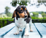 Small Photo #5 Dachshund Puppy For Sale in WAKARUSA, IN, USA