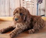 Small Photo #4 Poodle (Toy) Puppy For Sale in HONEY BROOK, PA, USA