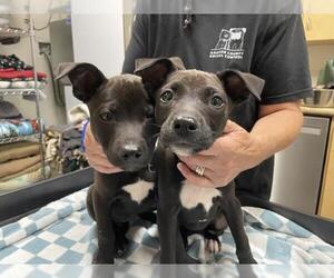 Mutt Dogs for adoption in Jackson, CA, USA