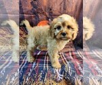 Small Photo #3 Cavapoo Puppy For Sale in TECUMSEH, MI, USA