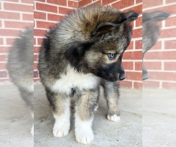 Medium Photo #5 Siberian Husky Puppy For Sale in CO SPGS, CO, USA