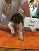 Puppy 9 German Shorthaired Pointer