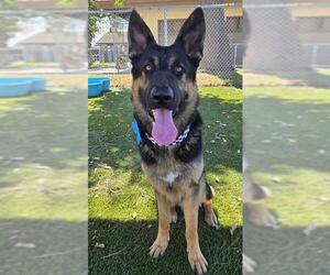 German Shepherd Dog Dogs for adoption in Downey, CA, USA