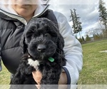 Small #32 Aussiedoodle