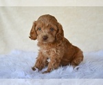 Image preview for Ad Listing. Nickname: Hazel