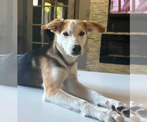 PROUD - Male Siberian Husky-Unknown Mix Dog for Adoption - Photo #3