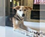 Small #2 Siberian Husky Mix