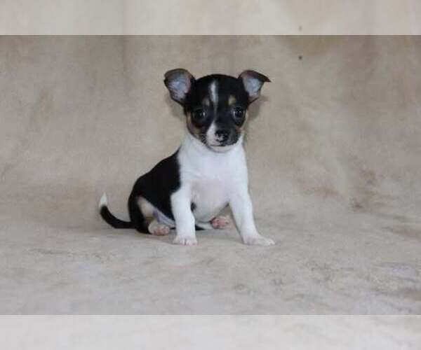 Medium Photo #15 Chihuahua Puppy For Sale in HUDSONVILLE, MI, USA