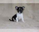 Small Photo #15 Chihuahua Puppy For Sale in HUDSONVILLE, MI, USA