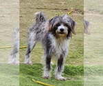 Small #2 Maltese Mix