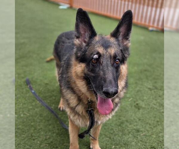 Medium Photo #1 German Shepherd Dog-Unknown Mix Puppy For Sale in Las Vegas, NV, USA