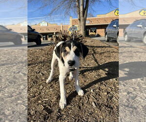 Mutt Dogs for adoption in Candler, NC, USA