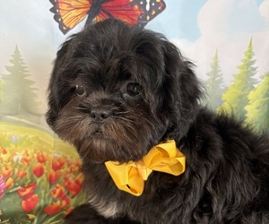Shih Tzu Puppy for sale in CENTER HILL, FL, USA