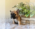 Puppy Fawn Female French Bulldog