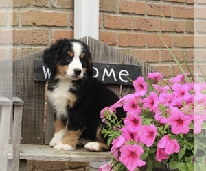 Bernese Mountain Dog Puppy for sale in WARSAW, OH, USA