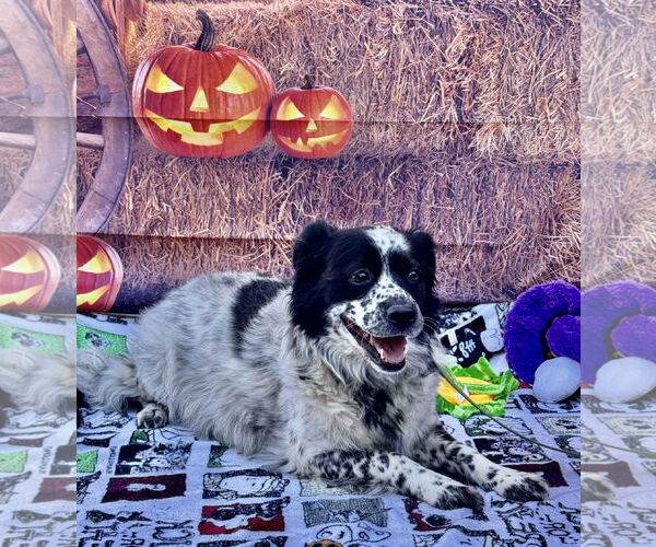 Medium Photo #6 Australian Shepherd-Unknown Mix Puppy For Sale in Lake Elsinore, CA, USA
