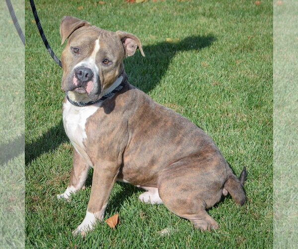 Medium Photo #3 American Bulldog-American Staffordshire Terrier Mix Puppy For Sale in Huntley, IL, USA