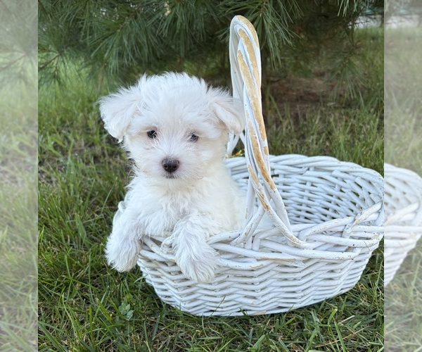 Medium Photo #4 Maltese Puppy For Sale in MIDDLEBURY, IN, USA