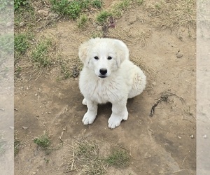 Great Bernese Puppy for sale in SPRING CITY, TN, USA