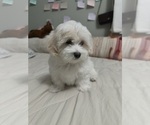 Puppy Puppy 1 Maltese