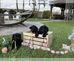 Small Photo #26 Labrador Retriever Puppy For Sale in MIAMI, FL, USA