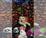 Small Photo #11 Goldendoodle Puppy For Sale in EAST POINT, GA, USA