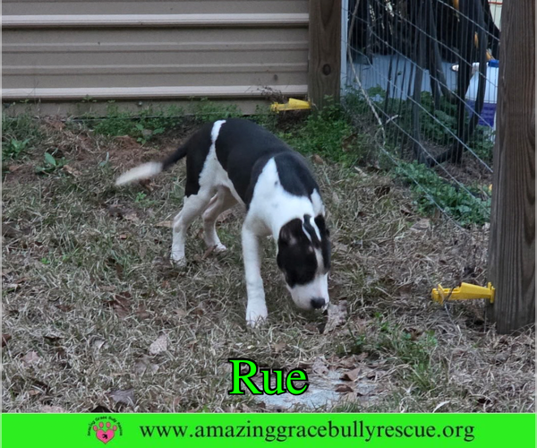 Medium Photo #6 Bulldog-Unknown Mix Puppy For Sale in Milton, FL, USA