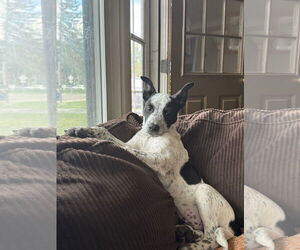 Mutt Dogs for adoption in Fort Collins, CO, USA
