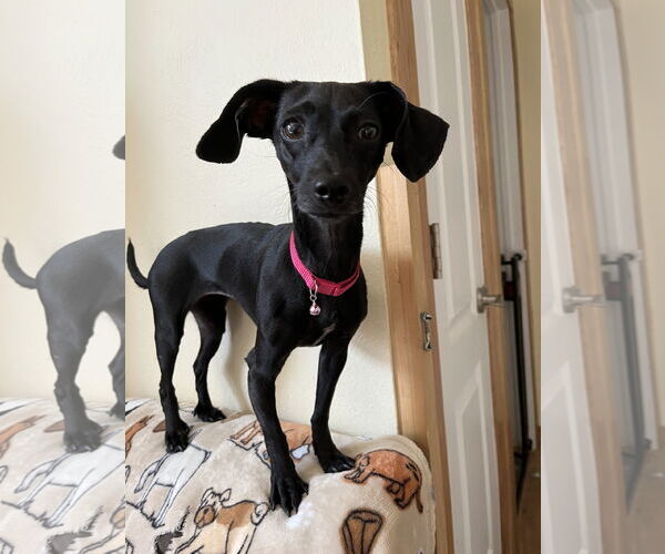 Medium Photo #2 Chiweenie Puppy For Sale in Denver , CO, USA