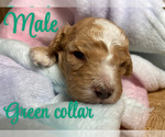 Puppy Green collar Cavapoo