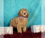 Puppy Buster AKC Poodle (Toy)