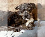Small #6 Mutt