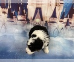 Small Photo #36 Aussiedoodle Miniature  Puppy For Sale in COMMERCE, MI, USA