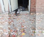 Small Photo #1 Siberian Husky Puppy For Sale in ELYRIA, OH, USA