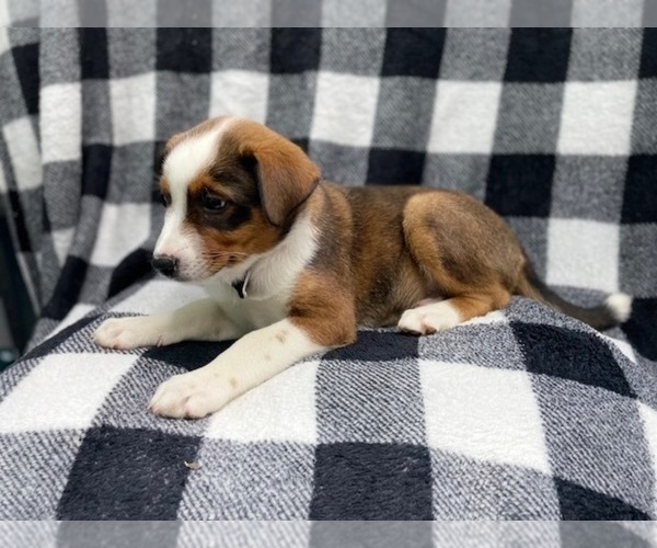 Medium Photo #5 Texas Heeler Puppy For Sale in LAKELAND, FL, USA