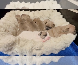 French Bulldog Litter for sale in WEXFORD, PA, USA