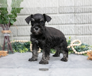 Schnauzer (Miniature) Litter for sale in BALTIC, OH, USA