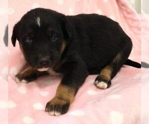 German Shepherd Dog-Unknown Mix Dogs for adoption in Thief River Falls, MN, USA