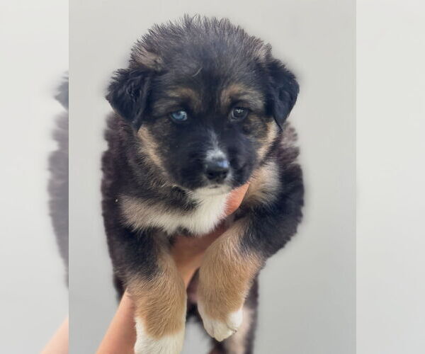Medium Photo #2 Bernese Mountain Dog-Unknown Mix Puppy For Sale in Dana Point, CA, USA