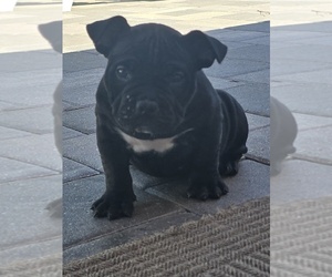 American Bully Puppy for sale in NORTH PORT, FL, USA