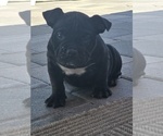 Image preview for Ad Listing. Nickname: Mila