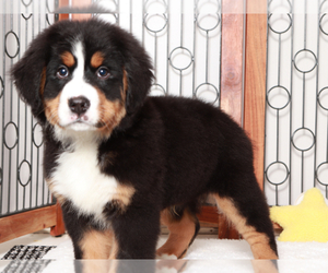 Bernese Mountain Dog Puppy for sale in NAPLES, FL, USA