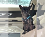 Pablo - Male Boston Terrier-Poodle (Toy) Mix Dog for Adoption - Small photo