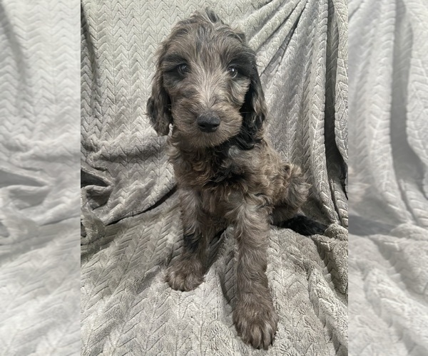 Medium Photo #1 Goldendoodle Puppy For Sale in CENTURIA, WI, USA