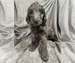 Medium Goldendoodle