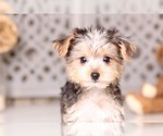 Small Photo #4 Shorkie Tzu Puppy For Sale in MOUNT VERNON, OH, USA