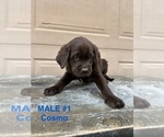 Puppy Male 1 Cosmo Goldendoodle-Labrador Retriever Mix