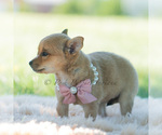 Small Photo #47 Chihuahua Puppy For Sale in WARSAW, IN, USA