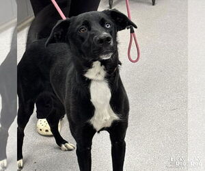 Borador Dogs for adoption in Washington, DC, USA