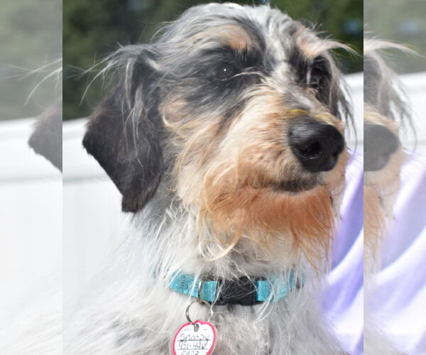 Medium Photo #1 Dachshund Puppy For Sale in Shelbyville, TN, USA